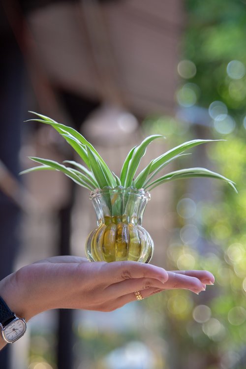 green  sprout  plant