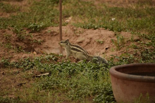 green  squirrel  sand