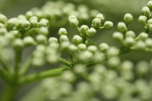 green  flower  natural