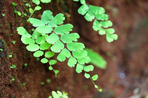 green  leaf  soil