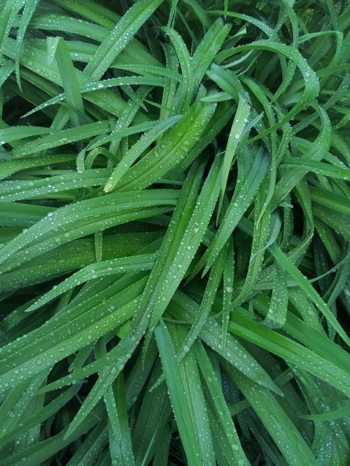 green  rain  foliage