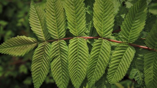 green  foliage  closeup