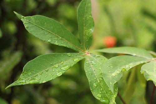 green  leaf  nature
