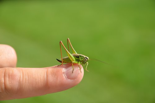 green  grasshopper  insect