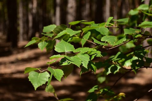 green  nature  grass