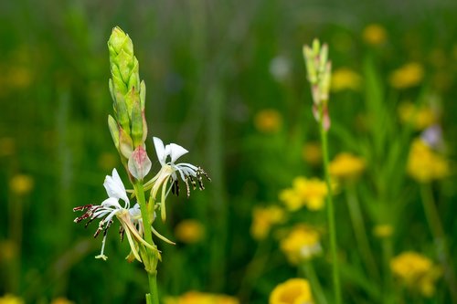 green  flower  nature