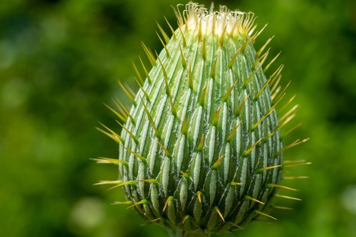 green  flower  nature