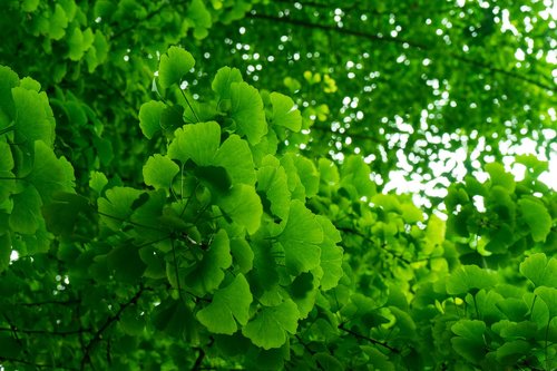 green  summer  ginkgo