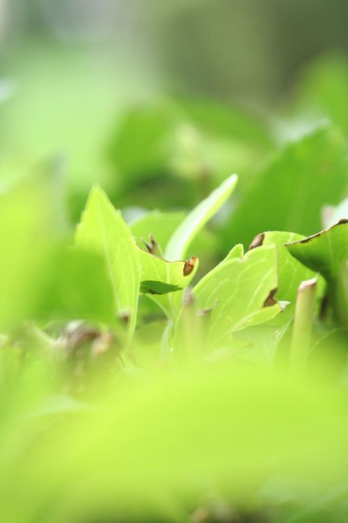 green leaf foliage