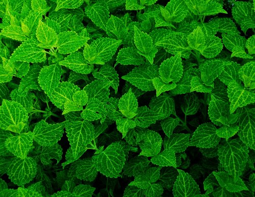 green  leaves  plants