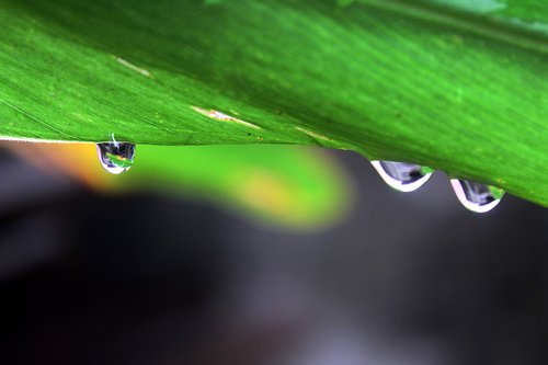green  leaf  dew