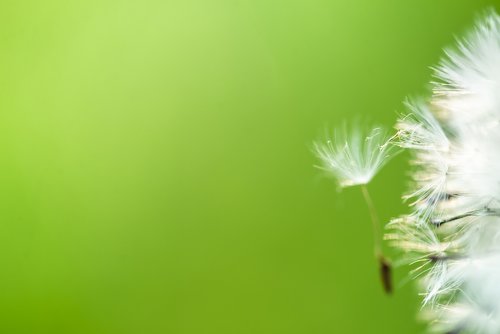 green  dandelion  fluff