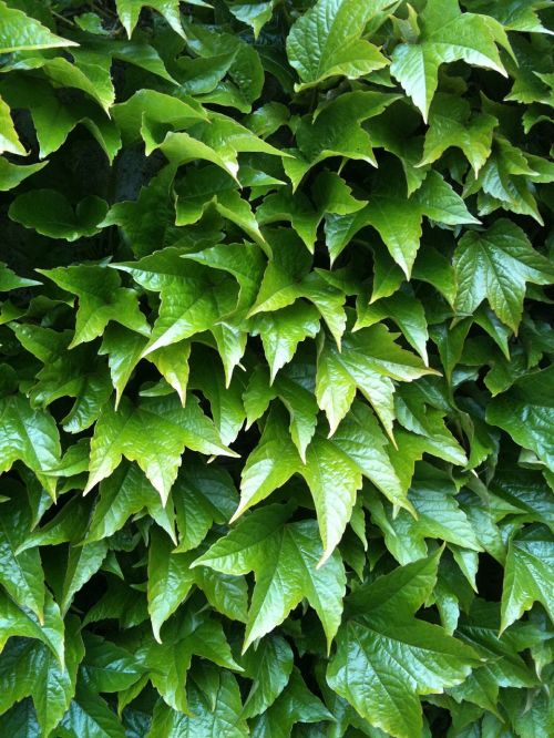 green vine leaves