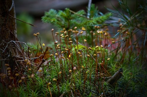 green  moss  nature