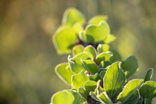 green  leaves  branch