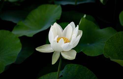 green  flower  lotus plants