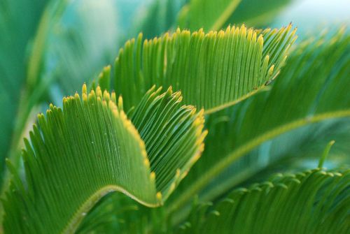 green plant palm tree