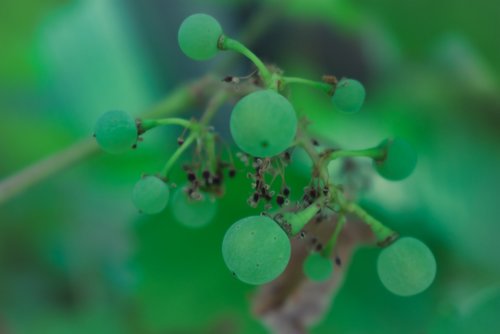green  grapes  fruit