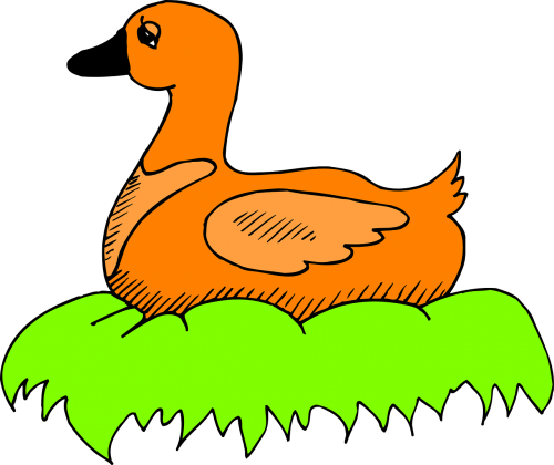 green orange bird