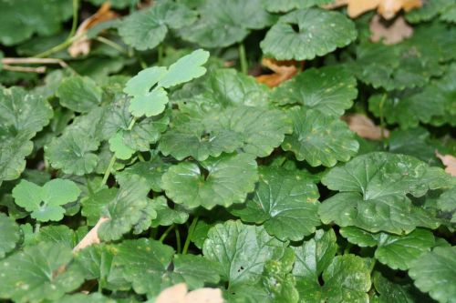 green ground cover plant