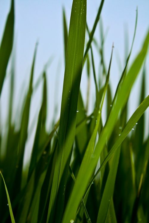 green in wheat field plant