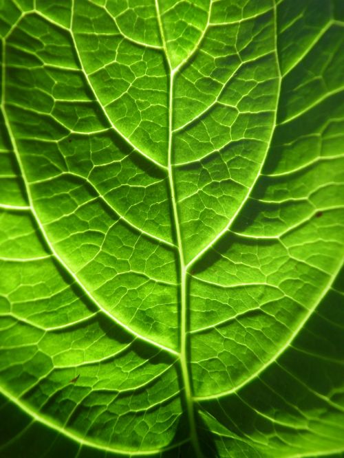 green sheet macro