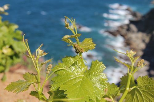 green leaf vine