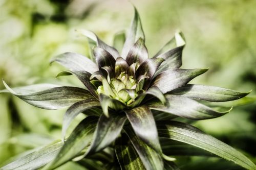 green flower bloom