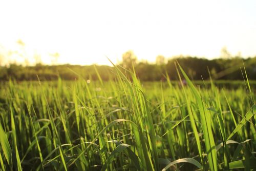 green grass the scenery