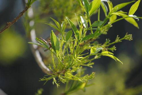 green branch tree