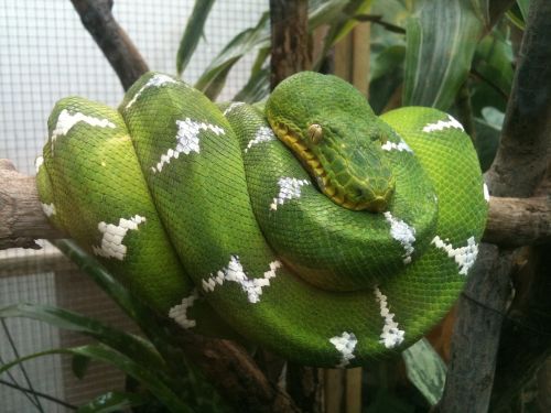 green tree snake