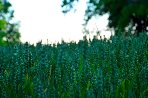 green wheat plant