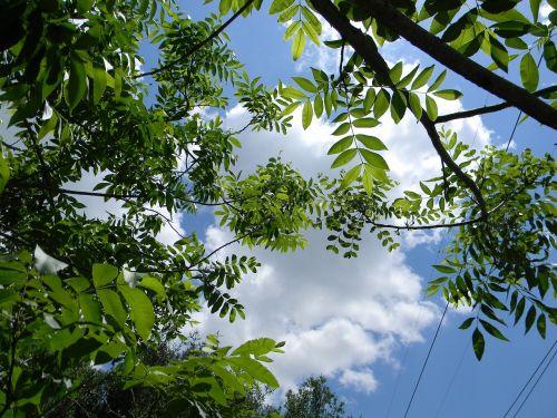 green sky cloud