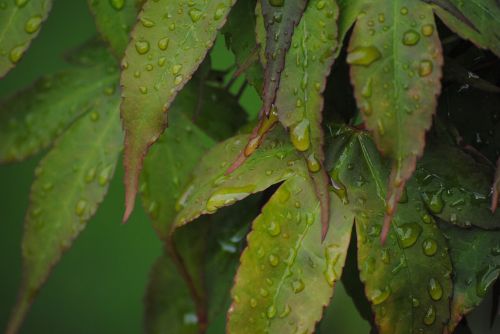 green drop acer