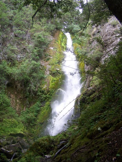 green forest waterfall