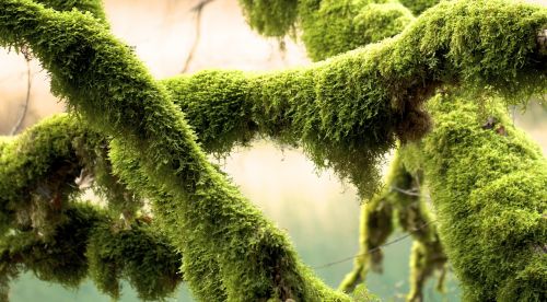 green nature moss
