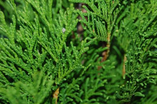 green fir macro