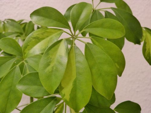 green plant leaves