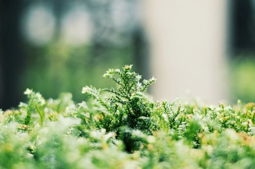 green plants environment