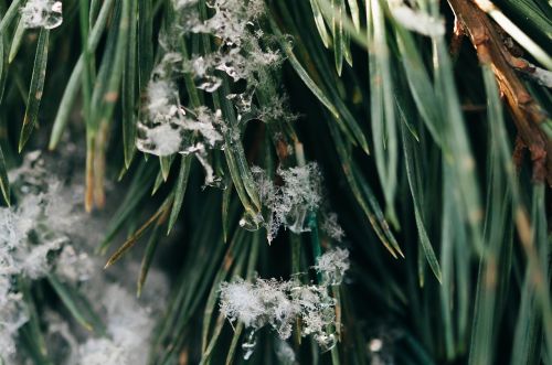 green plants snowflakes