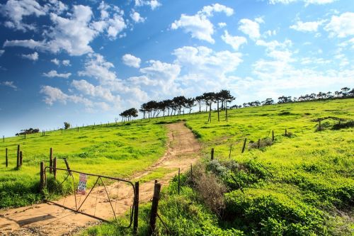 green grass field