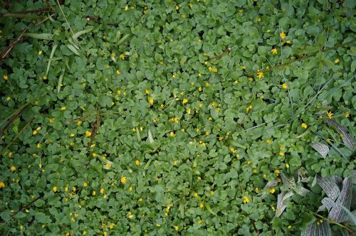 green leaves plants