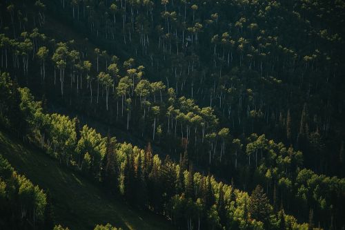 green grass trees