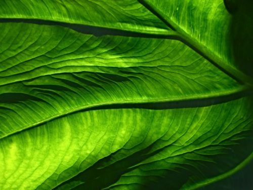 green leaf nature