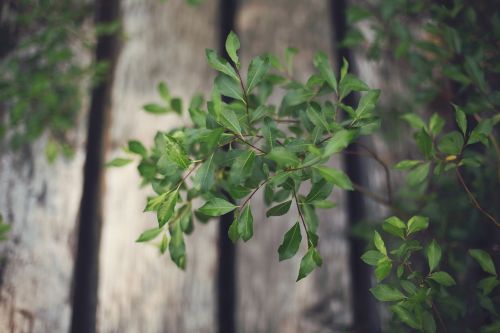 green plants leaves