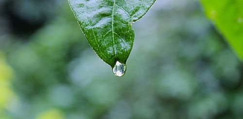 green leaf raining
