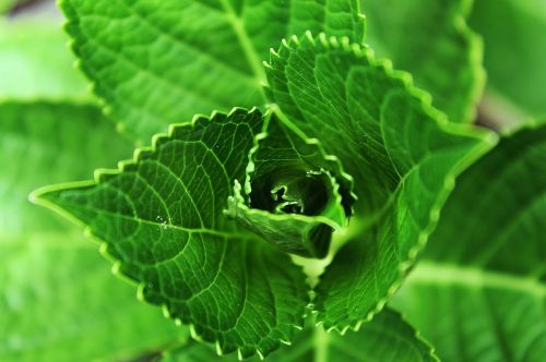 green leaves plant