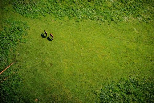 green grass horses