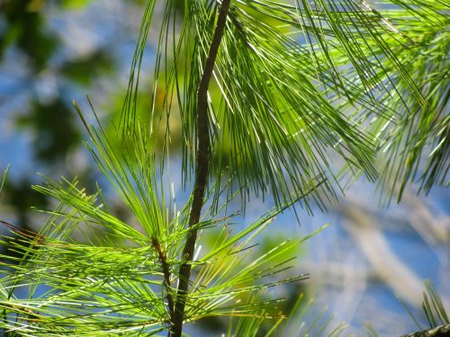 green tree pines