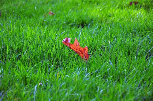 green grass leaf